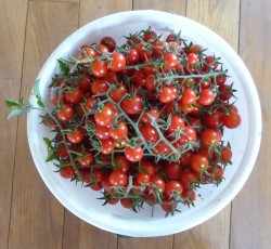 Wild tomatoes bucket2