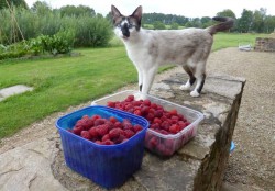raspberries and toffie