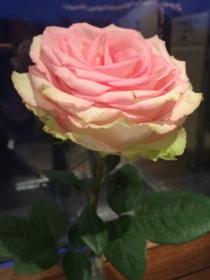 Lyon rose